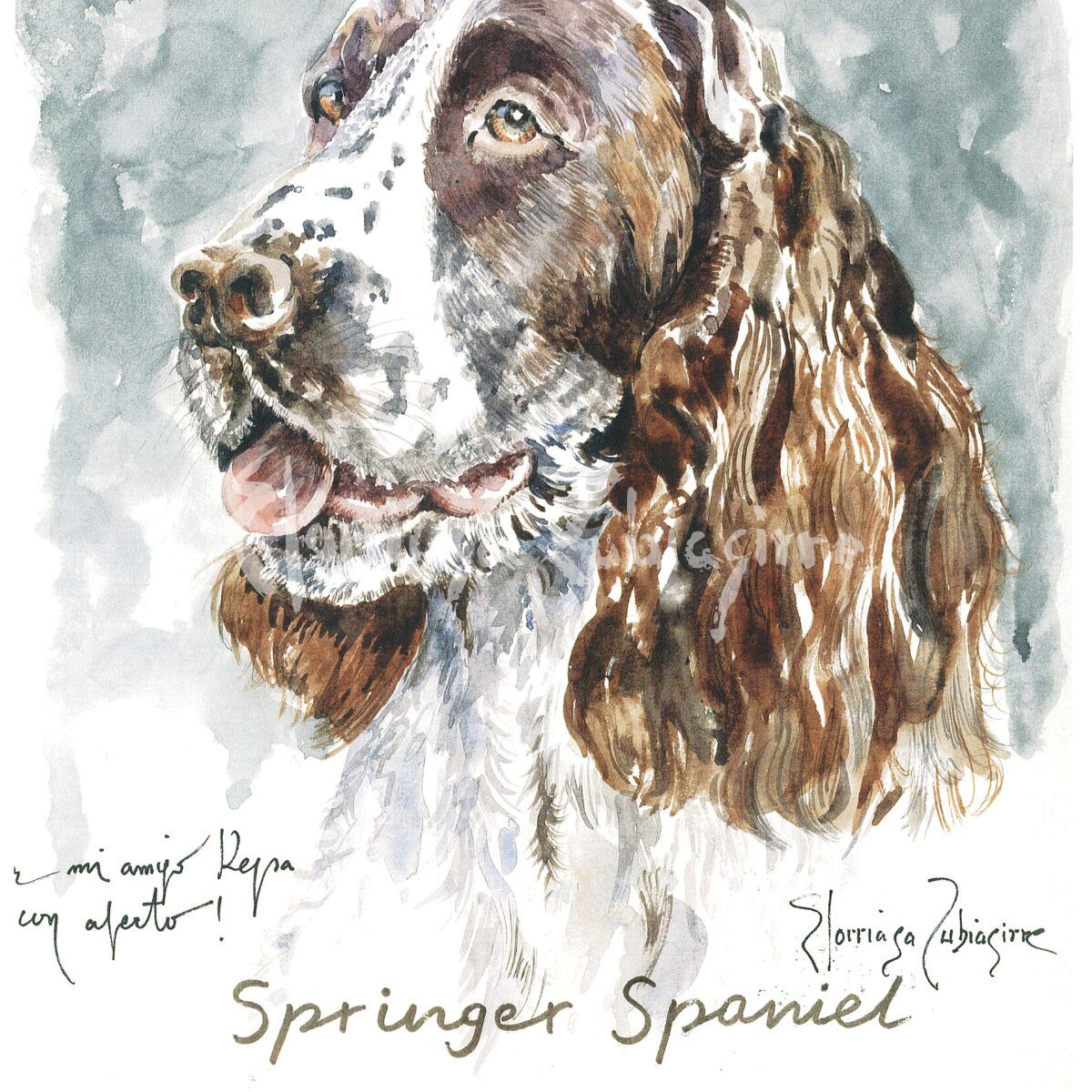 Springer spaniel. Acuarela